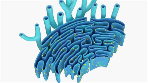 Endoplasmic Reticulum 3D Model By Esfey