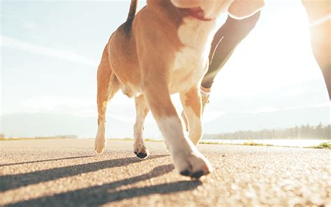 Comment protéger les coussinets de mon chien de la chaleur Vit