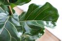 Ficus Lyrata Figowiec Lirolistny DRZEWKO Rozm L 2 D 17 01267 NA K3