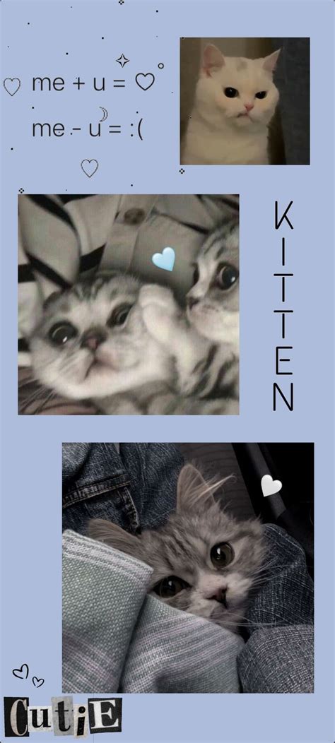 Kitten | Котята, Милые котики, Обои