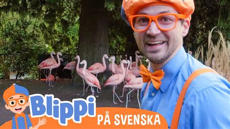 Blippi Svenska Blippi matar och leker med djur på zoo pedagogiska