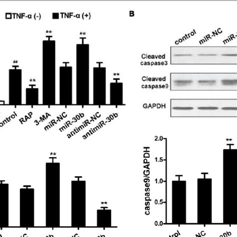 Anti miR 30b repressed TNF α induced apoptosis by enhancing autophagy