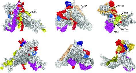 Structural Comparison Of Base Modules From Swi Snf BAF And RSC