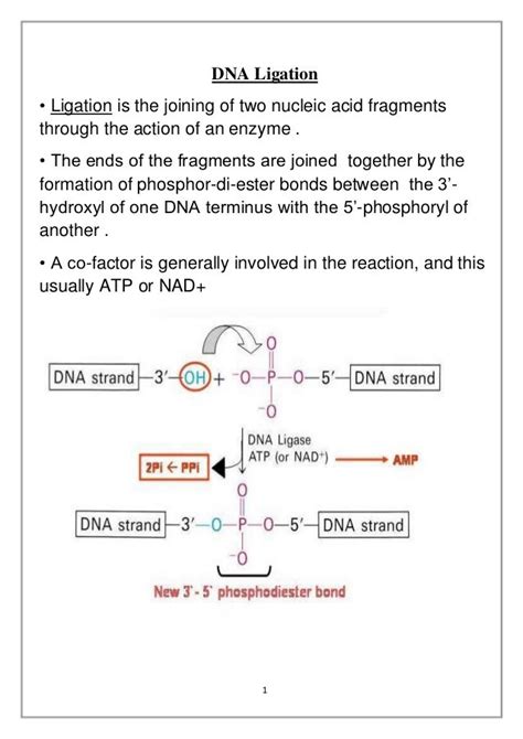 The Function Of Dna Ligase In Recombinant Technology Is To Technology