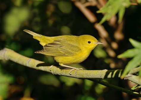 Yellow Warbler — Sacramento Audubon Society