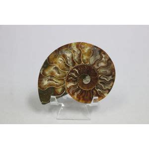 Ammonite Fossil Cross Section 10 Cm Wide Fossils And Geodes