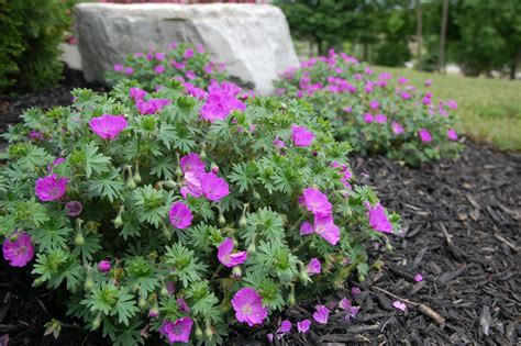 Cranesbill Landscape Design, Garden, Plants, Garten, Landscape Designs ...