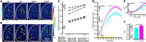 Sex Differences In The Contrast Between The Primary Sensory