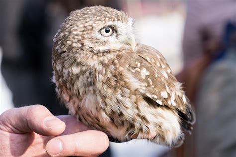 Premium Photo A Tiny Owl Sitting On Its Masters Hand