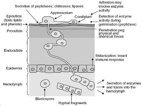 Entomopathogenic Fungi As Biocontrol Agents - damerretirement 