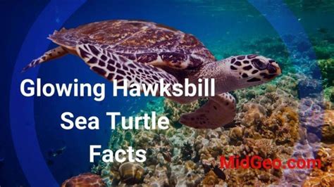 Glowing Hawksbill Sea Turtle Facts Endangered Species