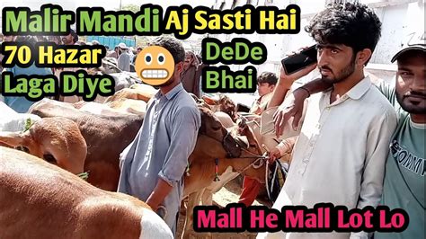 Malir Mandi Update Malir Mandi Malir Mandi Karachi Cattle