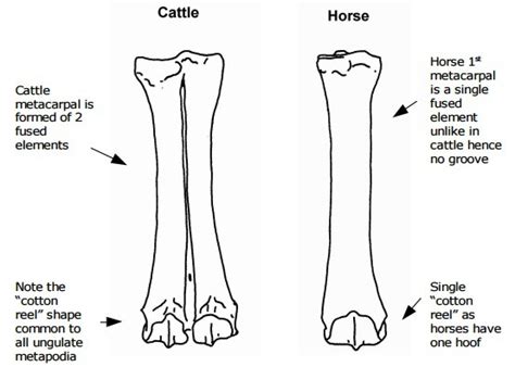 Animal Bone Identification Peterborough Archaeology