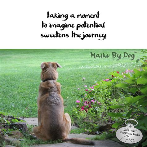 Haiku by Dog: Imagine : Life with Dogs and Cats