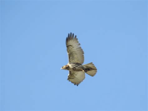 Red Tailed Hawk Fermilab DuPage Co Elizabeth Pector Flickr