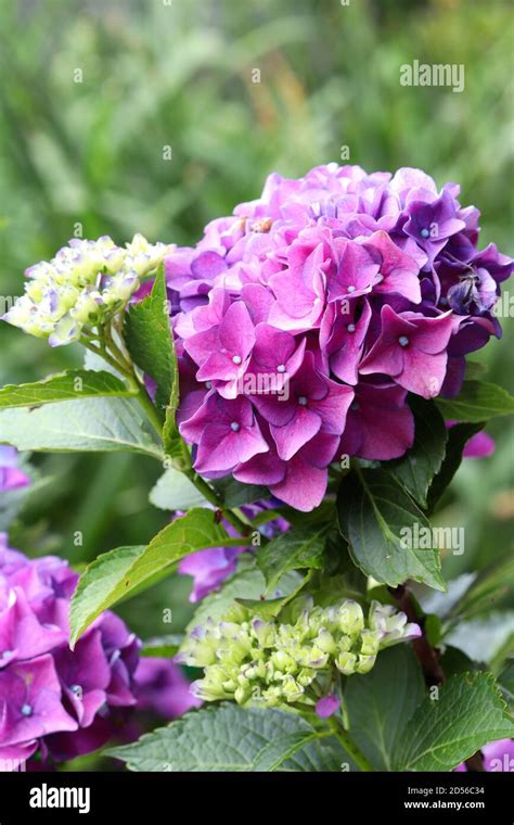 Purple Hydrangea Flowers Macro Hydrangea Macrophylla Stock Photo Alamy