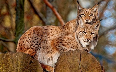 Amor Felino Dos Animales Linces Felino Salvaje Animal Amor