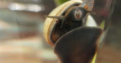 My Snail Derpy Rpets