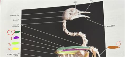 Lab Chicken Appendicular Flashcards Quizlet