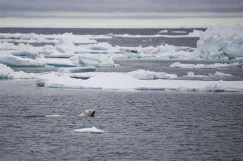 Gallery: Stunning Photos of Polar Bears in the Arctic | Live Science