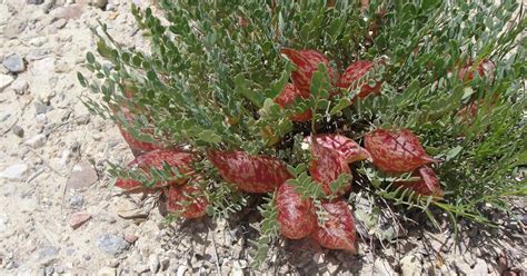 Native Plants of the Great Basin and Nearby: Desert Mountain Visits