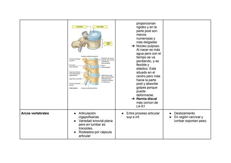 Solution Articulaciones De Columna Vertebral Studypool