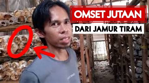 Sukses Budidaya Jamur Tiram Skala Rumahan Omset Jutaan Youtube