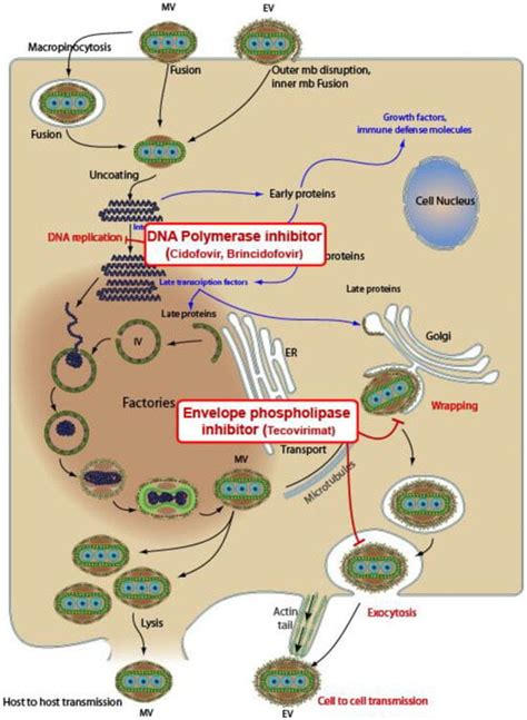 Life Free Full Text Antivirals Against Monkeypox Mpox In Humans