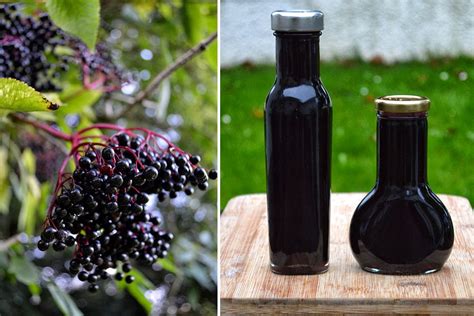 Healthy and Easy to Make Elderberry Syrup Recipe - Lovely Greens