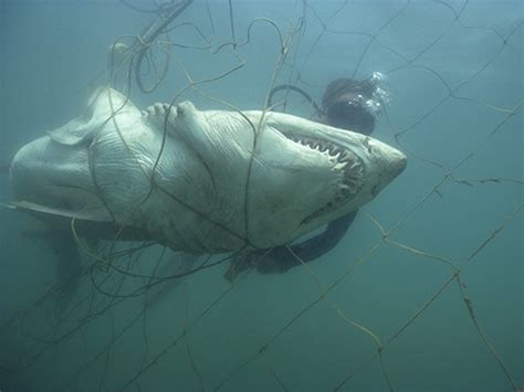 Five Ways To Keep Sharks Away From The Beach New Scientist