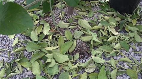 Lime Tree Leaf Drop A Beginner S Guide For Leaf Drop Remedy Gardens