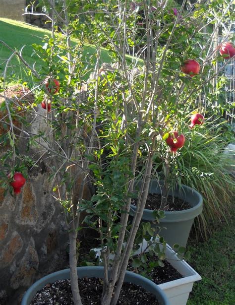 Easy Tips How To Grow Pomegranate From Seed Grow Your Own Pomegranate Everything About Garden