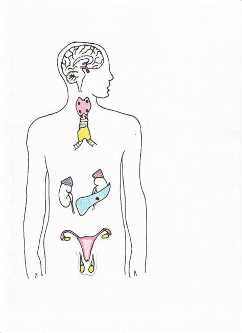 Endocrine Wallpapers - Top Free Endocrine Backgrounds - WallpaperAccess