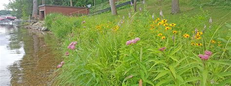 Protecting Mn Native Plants Natural Shore Technologies