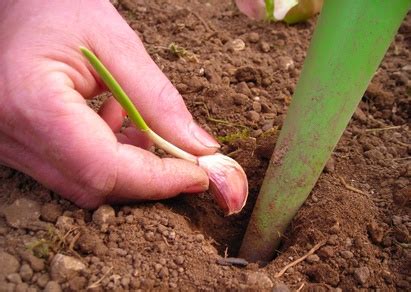 Echalote planter cultiver récolter Pratique fr