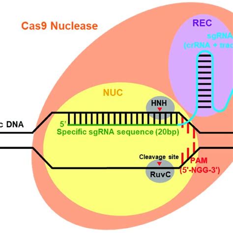 The CRISPR-Cas9 system: Cas9 structure and mechanism. Abbreviations ...