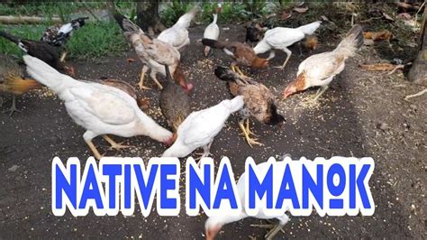 Native Na Manok Youtube