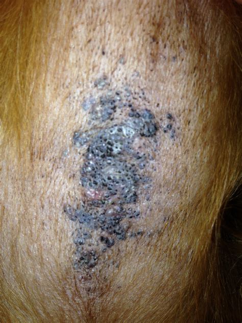 What Are Black Spots On A Dogs Belly At Edward Rodriguez Blog