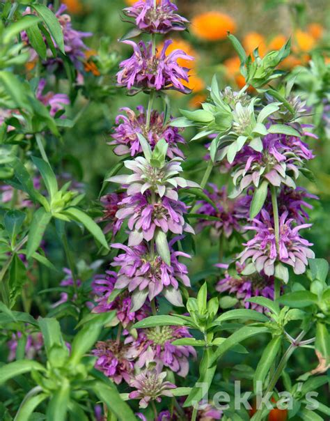 Monarda Citriodora Lemon Bergamot Seeds And Plants Available To Buy