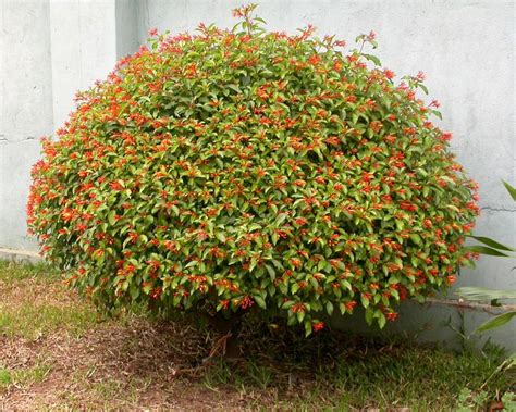 Hamelia Patens Shrubs For Sale Plants Cool Plants