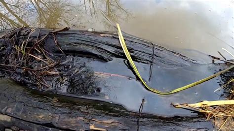 Beaver Trapping Youtube