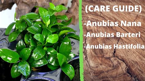 Anubias Planted Tank Care Guide Housepetscare