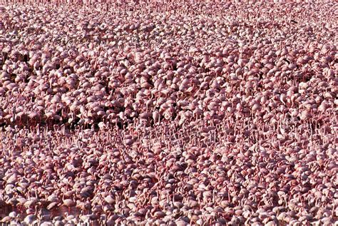 Flamant Rose Blabla Du Haut Livradois