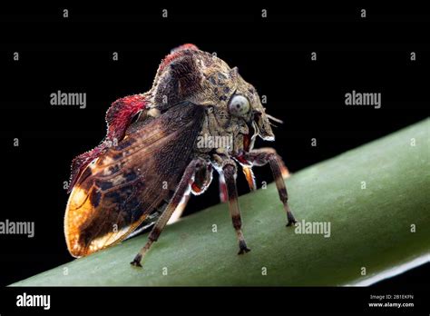 Typical Treehopper Hi Res Stock Photography And Images Alamy