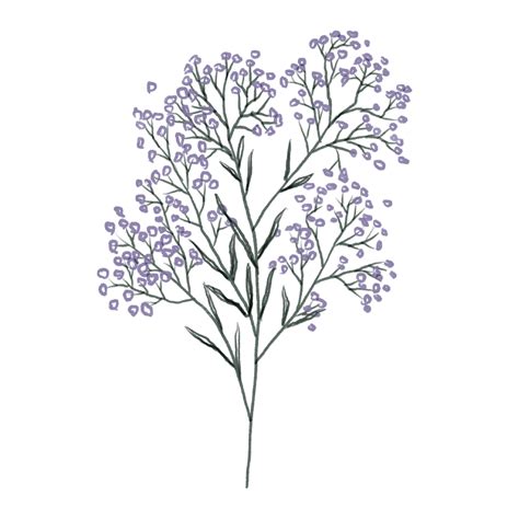 Purple Baby Breath Png Vector Psd And Clipart With Transparent