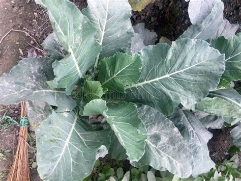 Vegetable Farming Techniques Manual Stock Photo - Image of nature, vine ...