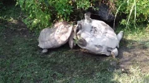 VIDÉO Une tortue aide son amie tombée sur le dos