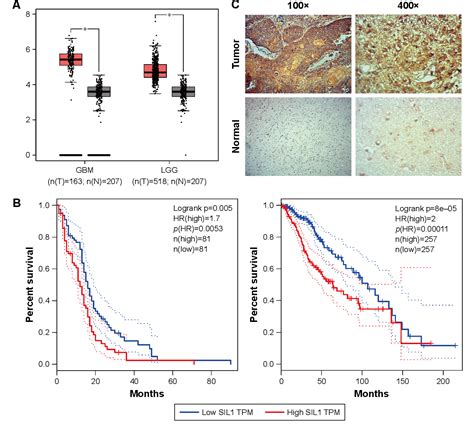 Figure 1 From Sil1 Functions As An Oncogene In Glioma By AKT MTOr