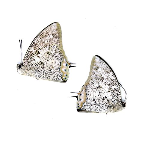 Two Anaea Cyanea A Real Dry Preserved Butterflies Unmounted