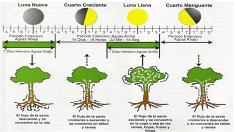 Libros y Noticias de Agronomia Como cultivar basándose en las fases